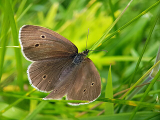 butterfly on leaf