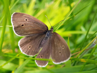 Obraz premium butterfly on a green leaf