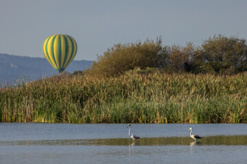 Common flamingo (Phoenicopterus ruber). Birds with hot air balloon in the background.