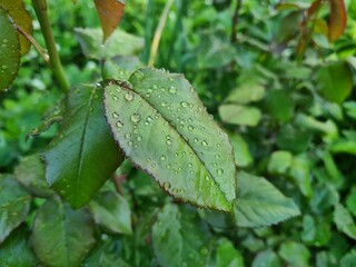 Fresh Green Leaves Adorned with Raindrop
