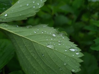 Fresh Green Leaves Adorned with Raindrop
