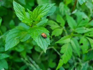 Vibrant Green Leaves in Garden