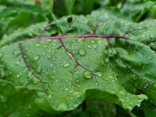 Fresh Green Leaves Adorned with Raindrop
