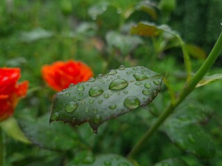 Fresh Green Leaves Adorned with Raindrop
