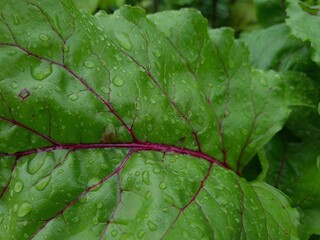 Vibrant Green Leaves in Garden