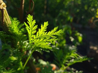 Vibrant Green Leaves in Garden