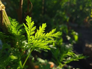 Vibrant Green Leaves in Garden