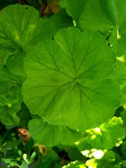 Vibrant Green Leaves in Garden