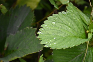Green Leaves with Dew and Raindrops