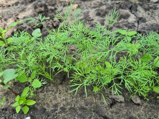 Close-Up of Fresh Green Dill Leaves - Herbal Culinary Ingredient