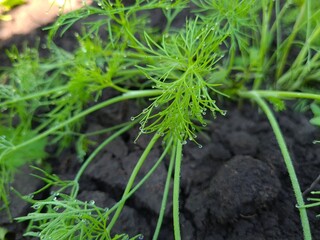 Close-Up of Fresh Green Dill Leaves - Herbal Culinary Ingredient