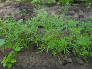 Close-Up of Fresh Green Dill Leaves - Herbal Culinary Ingredient