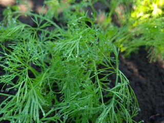 Close-Up of Fresh Green Dill Leaves - Herbal Culinary Ingredient