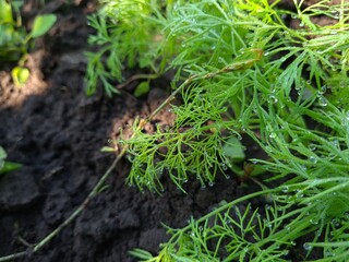 Close-Up of Fresh Green Dill Leaves - Herbal Culinary Ingredient