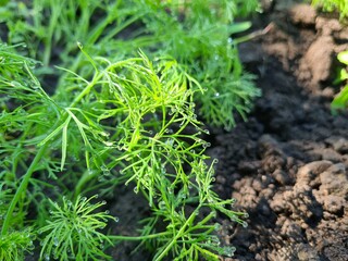 Close-Up of Fresh Green Dill Leaves - Herbal Culinary Ingredient
