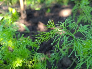 Close-Up of Fresh Green Dill Leaves - Herbal Culinary Ingredient