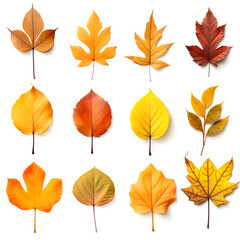a set of autumn leaves on a white background.