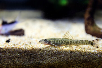 Stone loach (Barbatula barbatula) fresh water ray-finned fish