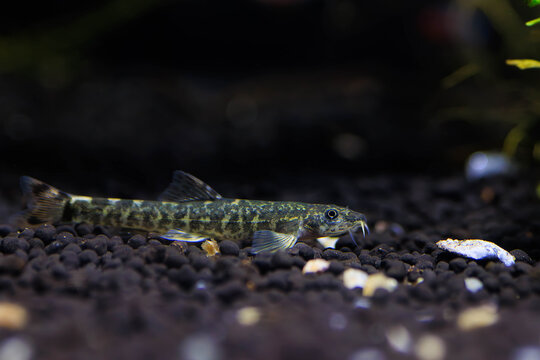Stone loach (Barbatula barbatula) fresh water ray-finned fish