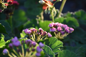 The pink garden geranium flower