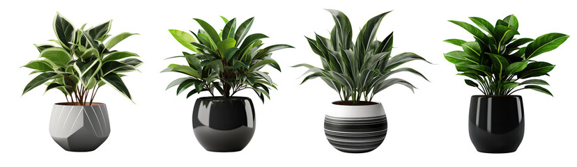 Collection of potted indoor houseplants in black decorated pots, isolated on a transparent background. PNG, cutout, or clipping path	
