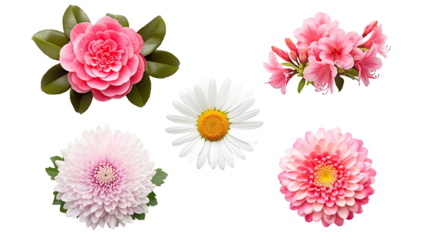 Set of colorful tropical flowers element isolated on transparent background, branch of floral for mock up or decor inviting card. greeting and invitation decoration design.