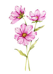 Fototapeta na wymiar Cosmos Watercolor Illustration. Cosmos flower isolated on white. October Birth Month Flower. Cosmos Hand painted watercolor botanical illustration.