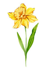 Daffodil Watercolor Illustration. Daffodil flower isolated on white. March Birth Month Flower. Daffodil Hand painted watercolor botanical illustration.