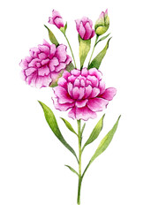 Carnation Watercolor Illustration. Carnation flower isolated on white. January Birth Month Flower. Carnation Hand painted watercolor botanical illustration.