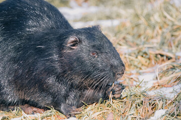 Black nutria holds grass in its hand. Black nutria eats grass into the camera on a sunny winter day close-up.