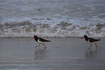 Austernfischer am sieben Meilen Strand/Oystercatchers on Seven Mile Beach Hobart, Tasmania,...