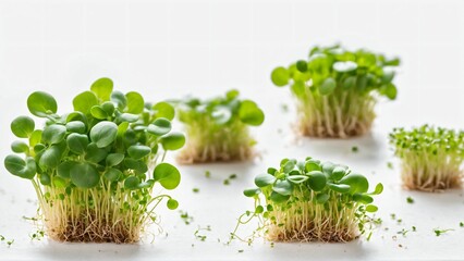 microgreens sprouts - healthy and fresh food