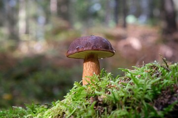 Wet from the rain, growing in moss, mushroom Imleria badia, commonly known as the bay bolete - edible, very tasty mushroom. 