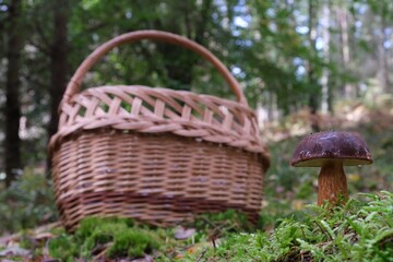 Growing in forest, brown Imleria badia, commonly known as the bay bolete - edible, very tasty mushroom. Wicker basket standing in background. 
