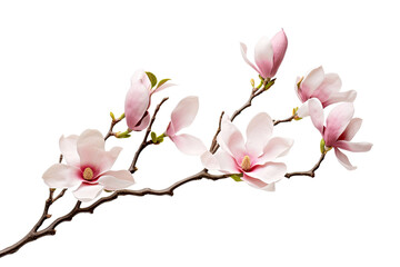 Obraz premium Colorful tropical flowers element isolated on transparent background, branch of floral for mock up or decor inviting card. greeting and invitation decoration design.