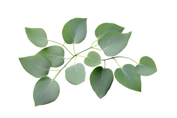Obraz premium Natural of Tropical green leaves of leaf isolated on transparent png background, varies different of plant botanical.