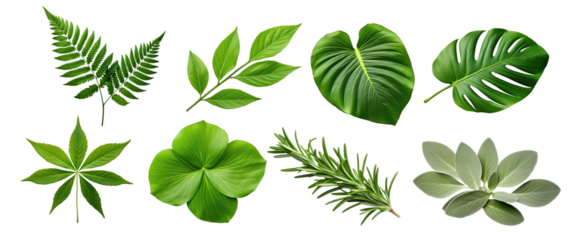 Natural of Tropical green leaves of leaf isolated on transparent png background, varies different of plant botanical.