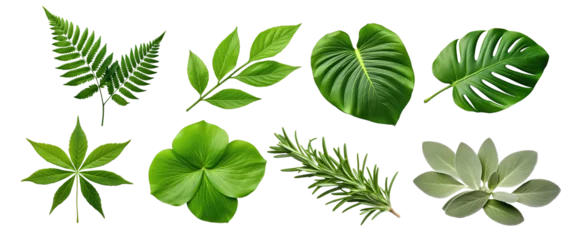 Zelfklevend Fotobehang Natural of Tropical green leaves of leaf isolated on transparent png background, varies different of plant botanical. © TANATPON