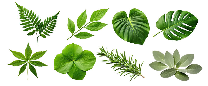 Fototapeta Natural of Tropical green leaves of leaf isolated on transparent png background, varies different of plant botanical.