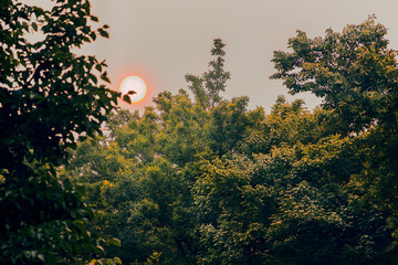 sunset in the woods