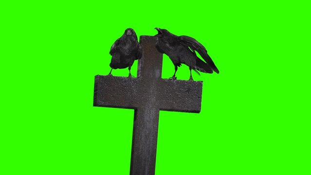 Two ravens on a stone cross green screen