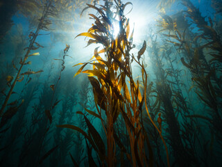 Underwater kelp and sunbeams