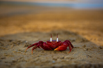 A vibrant red crab basks on the golden sands of Digha's beach, a colorful snapshot of coastal life...