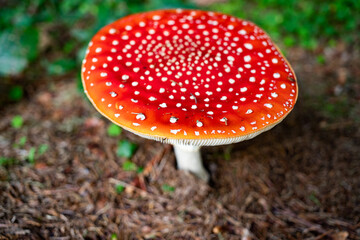 red mushroom in autumn forest