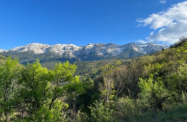 El Cadí desde el bosque