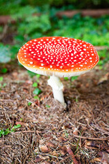 red mushroom in autumn forest