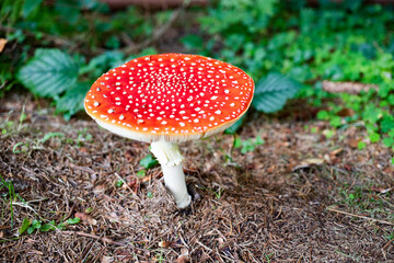 red mushroom in autumn forest