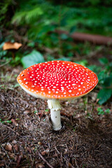 red mushroom in autumn forest