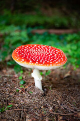 red mushroom in autumn forest