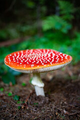 red mushroom in autumn forest
